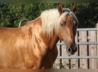 PRE Mestizo, Semental, 4 años, 164 cm, Palomino