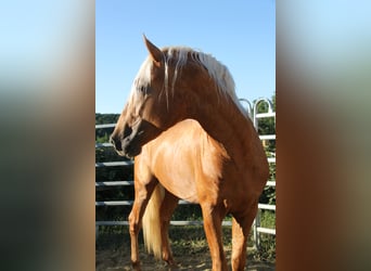 PRE Mestizo, Semental, 4 años, 164 cm, Palomino