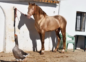 PRE Mestizo, Semental, 4 años, 164 cm, Perla