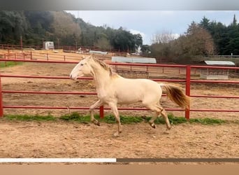 PRE, Semental, 4 años, 164 cm, Perlino