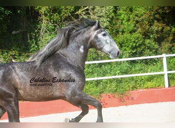 PRE Mestizo, Semental, 4 años, 164 cm, Tordillo negro