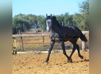 PRE Mestizo, Semental, 4 años, 164 cm, Tordillo negro