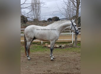 PRE Mestizo, Semental, 4 años, 164 cm, Tordo