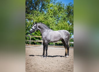 PRE Mestizo, Semental, 4 años, 164 cm, Tordo