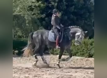PRE Mestizo, Semental, 4 años, 164 cm, Tordo