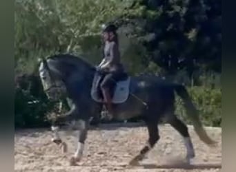 PRE Mestizo, Semental, 4 años, 164 cm, Tordo