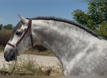 PRE Mestizo, Semental, 4 años, 164 cm, Tordo rodado