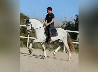 PRE, Semental, 4 años, 164 cm, Tordo rodado
