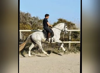 PRE, Semental, 4 años, 164 cm, Tordo rodado