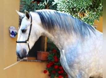 PRE, Semental, 4 años, 164 cm, Tordo rodado