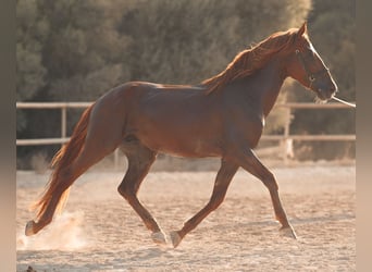 PRE, Semental, 4 años, 165 cm, Alazán