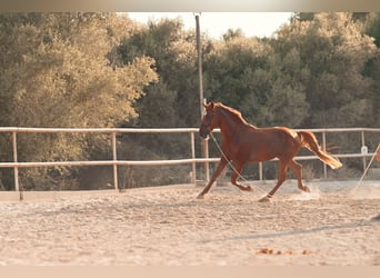 PRE, Semental, 4 años, 165 cm, Alazán