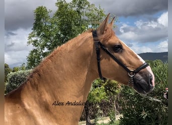 PRE Mestizo, Semental, 4 años, 165 cm, Atigrado/Moteado