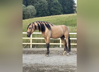 PRE Mestizo, Semental, 4 años, 165 cm, Bayo