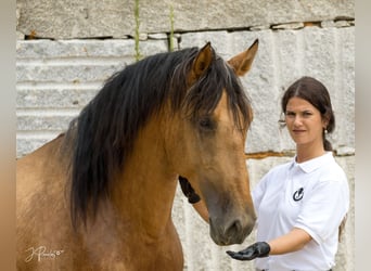 PRE Mestizo, Semental, 4 años, 165 cm, Buckskin/Bayo