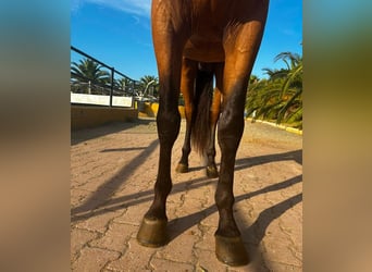 PRE, Semental, 4 años, 165 cm, Buckskin/Bayo