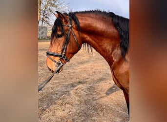 PRE Mestizo, Semental, 4 años, 165 cm, Castaño