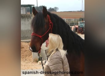 PRE Mestizo, Semental, 4 años, 165 cm, Castaño