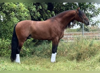 PRE Mestizo, Semental, 4 años, 165 cm, Castaño