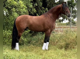 PRE Mestizo, Semental, 4 años, 165 cm, Castaño