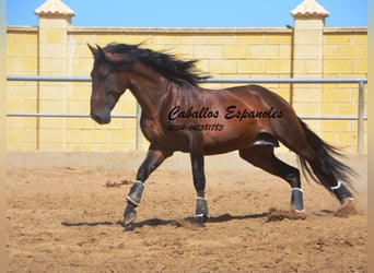 PRE Mestizo, Semental, 4 años, 165 cm, Castaño