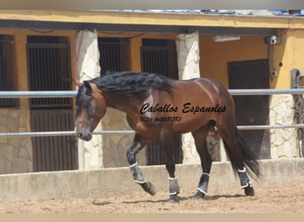 PRE Mestizo, Semental, 4 años, 165 cm, Castaño
