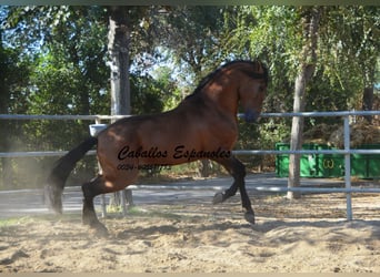 PRE, Semental, 4 años, 165 cm, Castaño