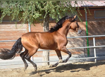 PRE, Semental, 4 años, 165 cm, Castaño