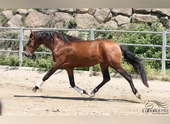 PRE, Semental, 4 años, 165 cm, Castaño