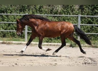 PRE, Semental, 4 años, 165 cm, Castaño