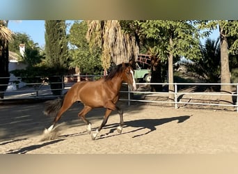 PRE, Semental, 4 años, 165 cm, Castaño