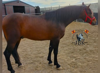 PRE Mestizo, Semental, 4 años, 165 cm, Castaño