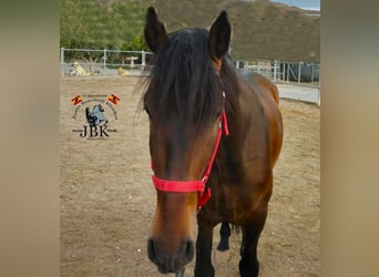 PRE Mestizo, Semental, 4 años, 165 cm, Castaño