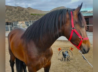 PRE Mestizo, Semental, 4 años, 165 cm, Castaño