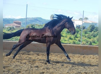 PRE, Semental, 4 años, 165 cm, Castaño