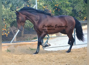 PRE Mestizo, Semental, 4 años, 165 cm, Castaño