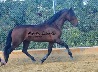 PRE, Semental, 4 años, 165 cm, Castaño