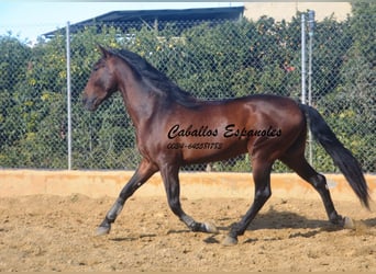 PRE, Semental, 4 años, 165 cm, Castaño