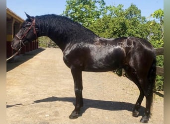 PRE Mestizo, Semental, 4 años, 165 cm, Castaño oscuro