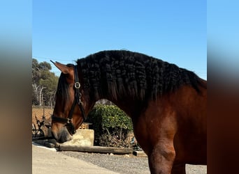 PRE Mestizo, Semental, 4 años, 165 cm, Castaño rojizo