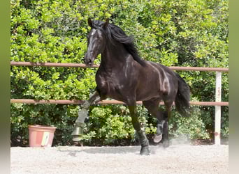 PRE Mestizo, Semental, 4 años, 165 cm, Negro