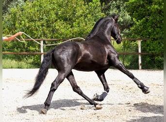 PRE Mestizo, Semental, 4 años, 165 cm, Negro