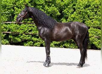 PRE Mestizo, Semental, 4 años, 165 cm, Negro