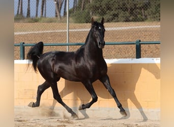 PRE Mestizo, Semental, 4 años, 165 cm, Negro