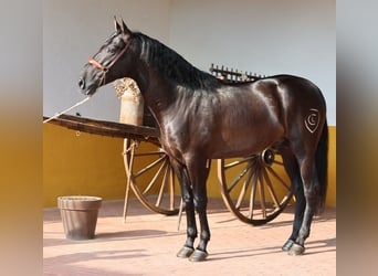 PRE Mestizo, Semental, 4 años, 165 cm, Negro