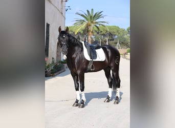 PRE Mestizo, Semental, 4 años, 165 cm, Negro
