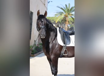 PRE Mestizo, Semental, 4 años, 165 cm, Negro
