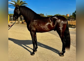 PRE Mestizo, Semental, 4 años, 165 cm, Negro