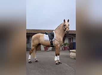 PRE, Semental, 4 años, 165 cm, Palomino