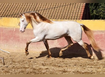 PRE Mestizo, Semental, 4 años, 165 cm, Perla